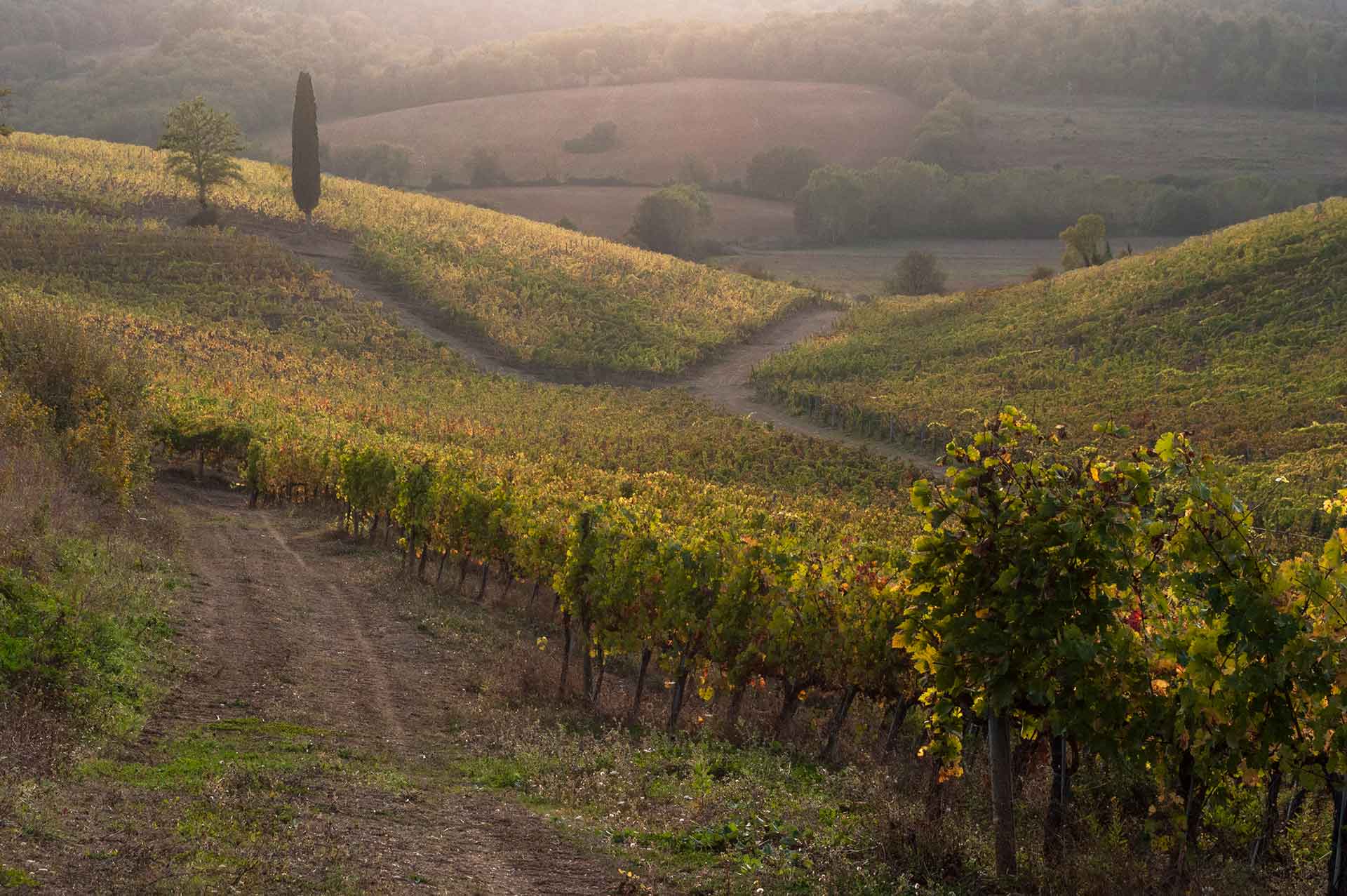 Vigneti toscani nel Chianti al tramonto con cipresso sullo sfondo